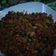 Cooksnap dari Chia Chintya untuk resep Tumis Oncom leunca