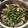 Elaine Tao 的 脆皮蔥油雞 cooksnap