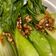 Cooksnap dari Tassya Adelia untuk resep Pokcoy Siram Bawang Putih / Pakcoy Siram Saos Tiram