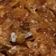  Chef Richa pathak. का कुकस्नैप जब उन्होंने कच्चे पपीते के हलवा (kacche papite ka halwa recipe in Hindi) बनाया था।