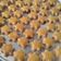 Cooksnap dari Dian untuk resep Kue kacang