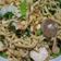 Cooksnap dari Emilia Jahja untuk resep Mie goreng burung dara