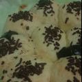 Cooksnap dari Zurriyatina A'yun untuk resep Roti sobek empuk isi keju susu