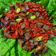 Cooksnap dari Umma Malika untuk resep Sambal goreng kentang hati sapi pete