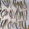 Cooksnap από litsa στη συνταγή Σαρδέλες ψητές στο φούρνο σα τηγανιτές