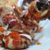 Cooksnap dari Della Herawati untuk resep 449. Takoyaki Melted