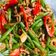Cooksnap dari tasya untuk resep Tumis Buncis Ayam Giling