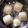 Annie Li 的 鮮奶小饅頭 cooksnap