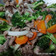 Cooksnap dari vonny ratnawati untuk resep Brokoli cah daging sapi saus tiram