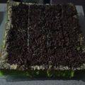 Cooksnap dari Stephani Eka untuk resep Cake potong pandan