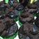 Cooksnap dari iiaditia untuk resep Bolkus coklat kopi (no telur, no mixer)