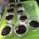 Cooksnap dari Yurista untuk resep Oreo Cheesecake Lumer