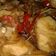 Cooksnap dari Ranin untuk resep Ayam kecap bawang bombay