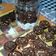 Cooksnap dari MadamBULL Alta untuk resep Brownie Crinkle Cookies