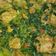 Cooksnap dari Tjandra Wulandari untuk resep Rica Rica Daging Sapi