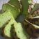 Cooksnap dari Novi Yanti untuk resep Cake pandan lembut simple