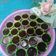 Cooksnap dari Ellin Dulhakim untuk resep Puding coklat nutrijell+chocolatos