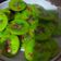 Cooksnap dari Kwik Sin Lan untuk resep Kue Lumpur nasi (olahan nasi sisa)