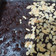 Cooksnap dari Swasty untuk resep Brownies Panggang / Fudgy Brownies