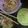 Cooksnap dari Febrian Antyaswuri untuk resep Cwie Mie 🍜