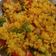 Ayesha khaan का कुकस्नैप जब उन्होंने पोहा (Poha recipe in hindi) बनाया था।