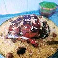 صورة من 🌹Maram🌹Um sanad🌹، شاركها بعد تجربة وصفة فخد خروف ع الكابسة🍗