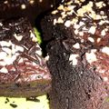 Cooksnap dari Miftahul Jannah untuk resep Brownies Panggang
