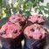 Cooksnap dari Herlina Raditya untuk resep Muffin chocochips keju