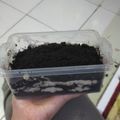 Cooksnap dari Keisya Sahda untuk resep Cheesecake Lumer Oreo