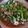 รูป Cooksnap ของ asmho T. เมื่อเขาทำ ผักบุ้งผัดเบคอน