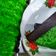 Cooksnap dari Afifatus Sholekah untuk resep Puding Lumut Pandan Coklat