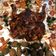 Cooksnap dari avkitchen untuk resep Ayam Panggang Pedas Oven