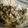 virginia's cooksnap of when they made Creamed spinach.