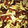 Cooksnap dari Golek Ono Dewe untuk resep Oseng entung jati