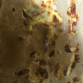 El cooksnap de Nina Carrasco cuando hizo Torta de fiambre licuada.
