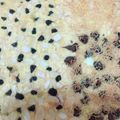 Cooksnap dari Mercy Joice untuk resep Dutch Boterkoek