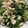 yuen 的 菠菜炒蛋 cooksnap