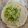 Varsha Challa's cooksnap of when they made Hara Chana paneer paratha.