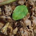 Cooksnap dari gendhukidasari untuk resep Rendang Sapi