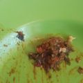 Cooksnap dari sofia untuk resep Sambal Andaliman (Khas Batak)