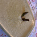 El cooksnap de Marieta cuando hizo Vichyssoise fresquita.