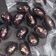 Cooksnap dari Theza Octa A untuk resep Kurcok(kurma coklat)