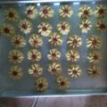 Cooksnap dari biah untuk resep Kue Semprit Bunga Ross 1 Kg