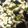 Cooksnap dari Linda untuk resep Miyeoggug (미역국) Simple Seaweed Soup