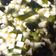 Cooksnap dari Linda untuk resep Miyeoggug (미역국) Simple Seaweed Soup