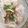 รูป Cooksnap ของ supatchaya เมื่อเขาทำ ก๋วยจั๊บญวน
