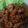 Cooksnap dari Umi Salwa untuk resep Chicken Drumstick ala 4fing**s