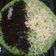 Cooksnap dari puji lestari ptm untuk resep Martabak teflon pandan essence