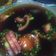 Cooksnap dari Elisa Anggun Sari untuk resep Kuah Martabak Mesir Kubang (Padang)