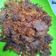 Cooksnap dari Devia Rahma Wati untuk resep Gepuk daging sapi